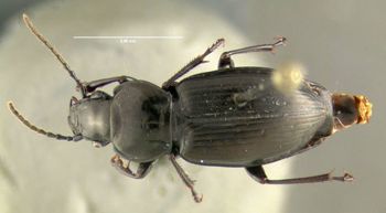 Media type: image; Entomology 600477   Aspect: habitus dorsal view